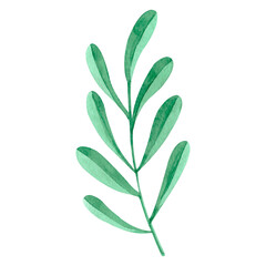 Watercolor green leaves branch. Botanical clipart. Floral design elements. Ideal for wedding invitations, greeting cards, blogs, posters and more