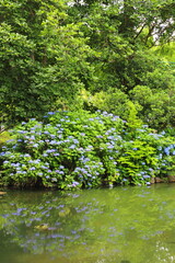 Fototapeta na wymiar 紫陽花と池の庭園