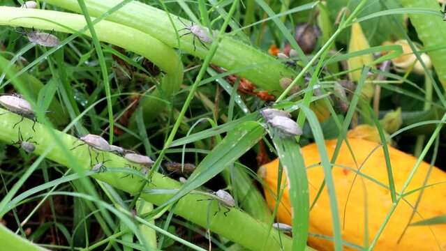 Squash bugs and their young crawling on vines in a garden