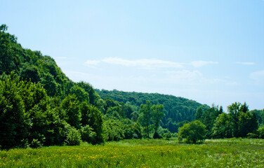 Fototapeta na wymiar forest in the mountains Ukraine