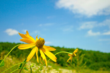 yellow flowers on a meadow