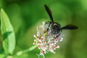 Bee on a flower