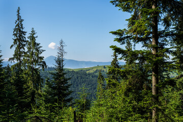 trees in the mountains Ukraine Carpathians 