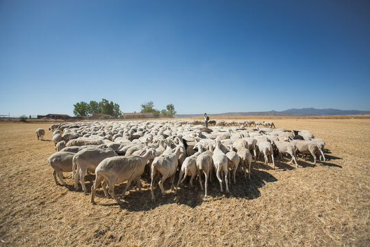 sheep and shepherd on pasture