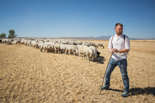 sheep and shepherd on pasture