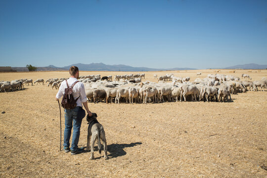 sheep grazing and shepherd with dog standing on pasture