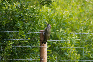 Juvenile green woodpecker on fence