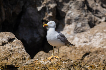 Yellow legged gull on rocks