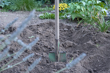 An old garden shovel in the ground on the beds. Work in the garden in autumn.