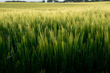 Detail shot of Bearded Barley taken near to the North Yorkshire Coast