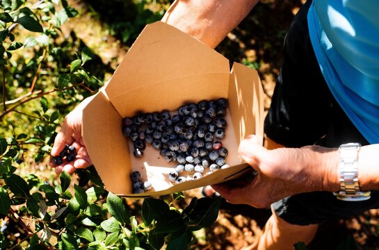 Retired Man Picking Blueberries At A Blueberry Farm In England