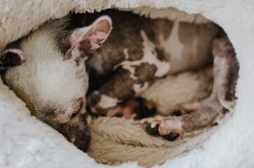 Chinese crested sleeping in a nest