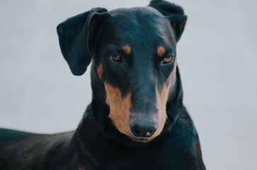 Young black doberman with ears