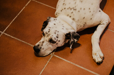 Bored dalmatian lying on the floor