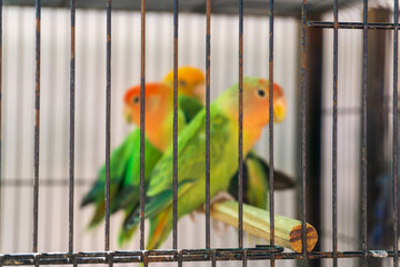 Green - pink lovebirds in a cage