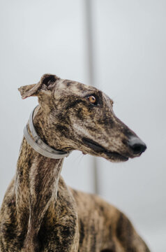 Brindle Greyhound With Antiparasitic Gray Collar