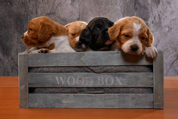 Box of puppy dogs, brittany, epagneul breton - obrazy, fototapety, plakaty