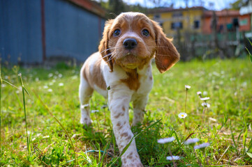 white and orange puppy dog, epagneul breton, brittany on a grass