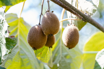 kiwi cultivation in Italy. Kiwifruit or Chinese gooseberry is the edible berry of several species...
