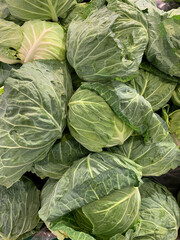 Obraz premium 新鮮野菜のキャベツ