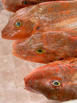 Sea Robin Images Browse 1 172 Stock Photos Vectors And Video Adobe Stock