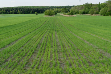 Młode pole zboża.