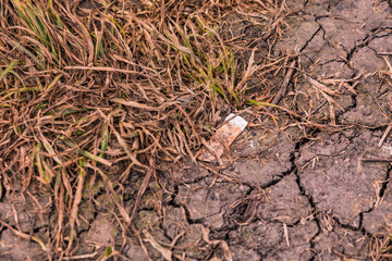 Discarded butts pollute the environment and nature worldwide
