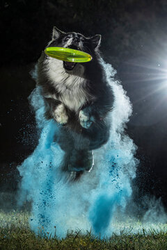 Dog Border Collie Jump With The Blue Powder Black Background