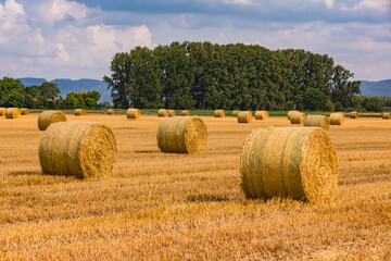 Bales of hay in a field in front of trees after the harvest in summer - Powered by Adobe