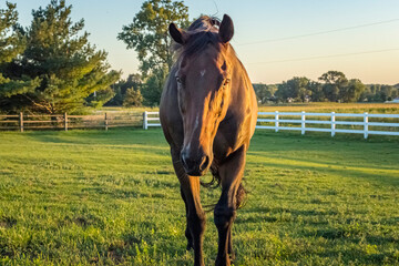 A bay Thoroughbred horse walking toward the camera in the evening in a pasture on a farm with a...