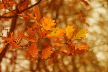 beautiful orange autumn leaves on a tree in the park
