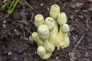 コガネキヌカラカサタケ