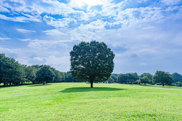 青空の下の芝生と大樹