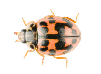 Oenopia conglobata is a species of ladybeetle from family Coccinellidae. Dorsal view of ladybird...