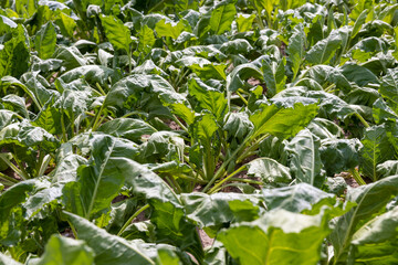 agricultural field where sugar beet grows