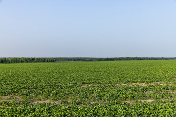 agricultural field where sugar beet grows