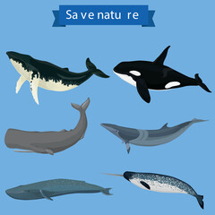 collection of whale