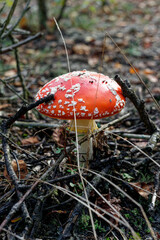 Muchomor czerwony