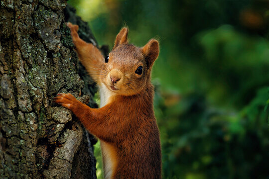 squirrel on a tree trunk looks happily and pleased into the camera