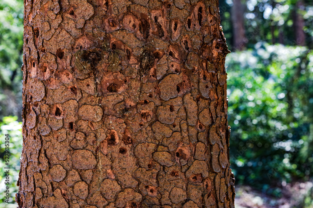 Wall mural Dead tree within worldwide forest dieback with insect attack by bark beetles and drought