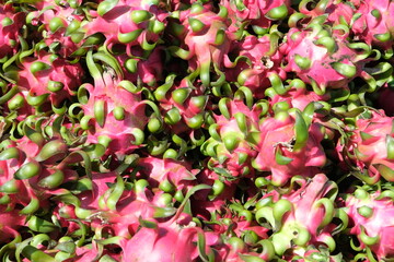 Dragon fruit farm in Vietnam.