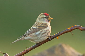 Czeczotka (Acanthis flammea) © Grzegorz