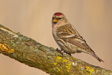 Czeczotka (Acanthis flammea) © Grzegorz