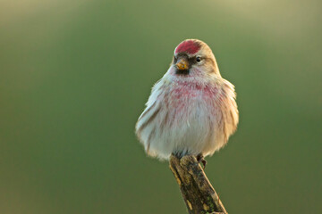 Czeczotka (Acanthis flammea) © Grzegorz