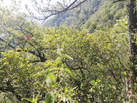 Bosque de &aacute;rboles verdes