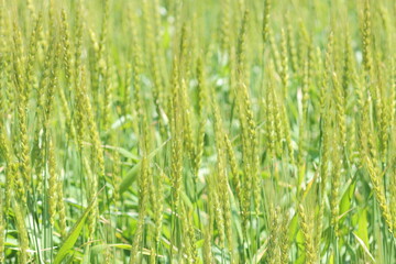 麦畑を見上げると青空と雲