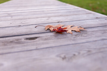Leaves on the bench. Maple and chestnut leaf on the bench. Details of the autumn park.