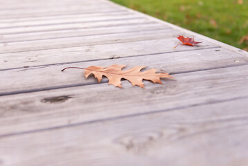 Leaves on the bench. Maple and chestnut leaf on the bench. Details of the autumn park.