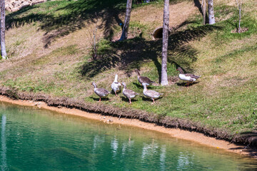 A flock of ducks walking around the river in the Inhotim Park at Brumadinho, State of Minas Gerais, Brazil.