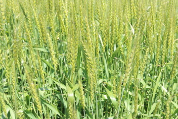 麦畑を見上げると青空と雲